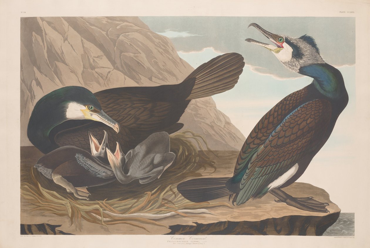 Ortak Karabatak by Robert Havell after John James Audubon