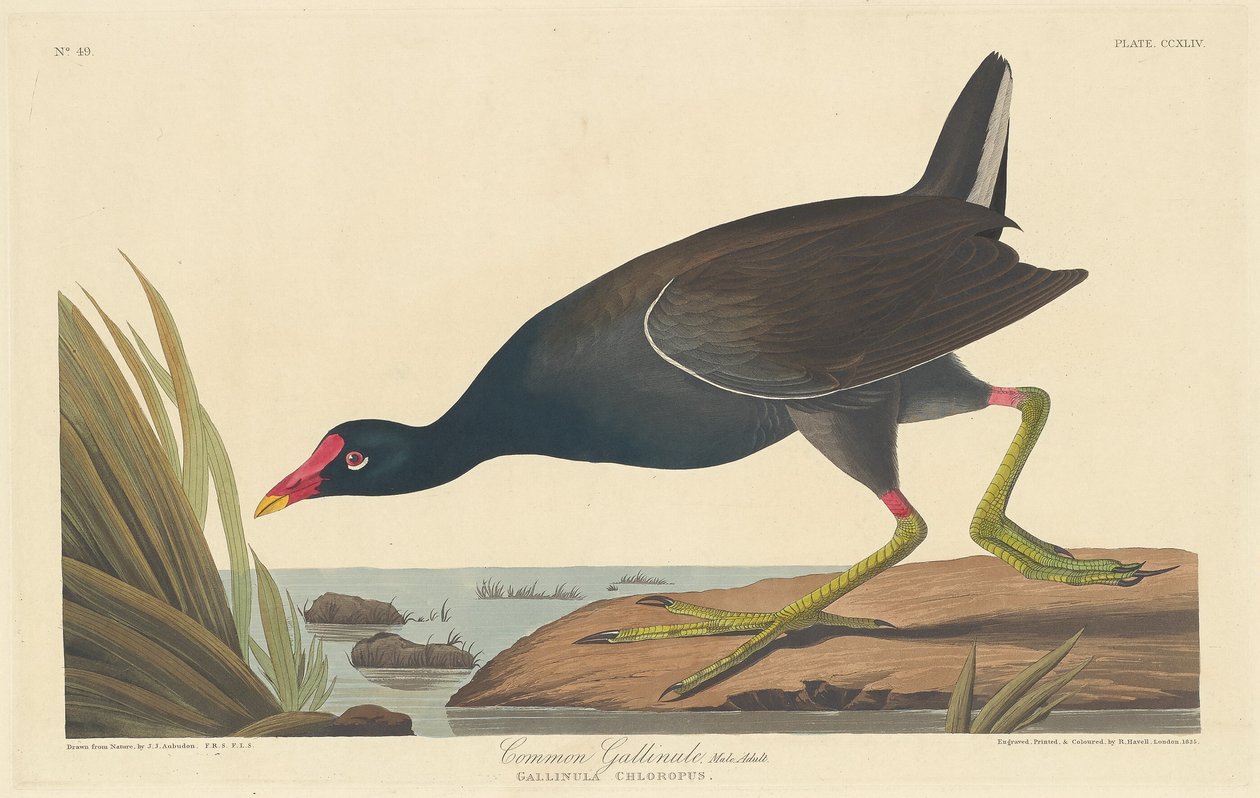 Ortak Gallinül by Robert Havell after John James Audubon