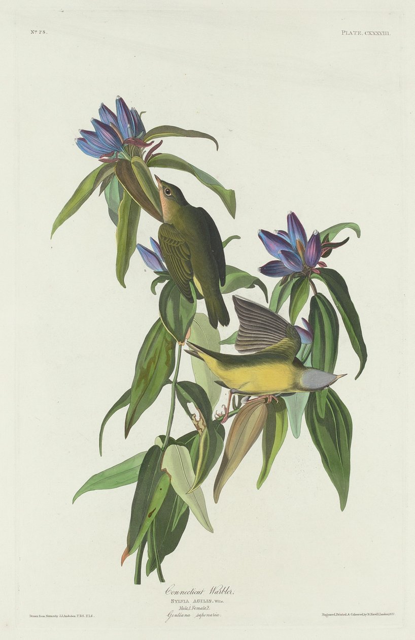 Connecticut ötleğen by Robert Havell after John James Audubon