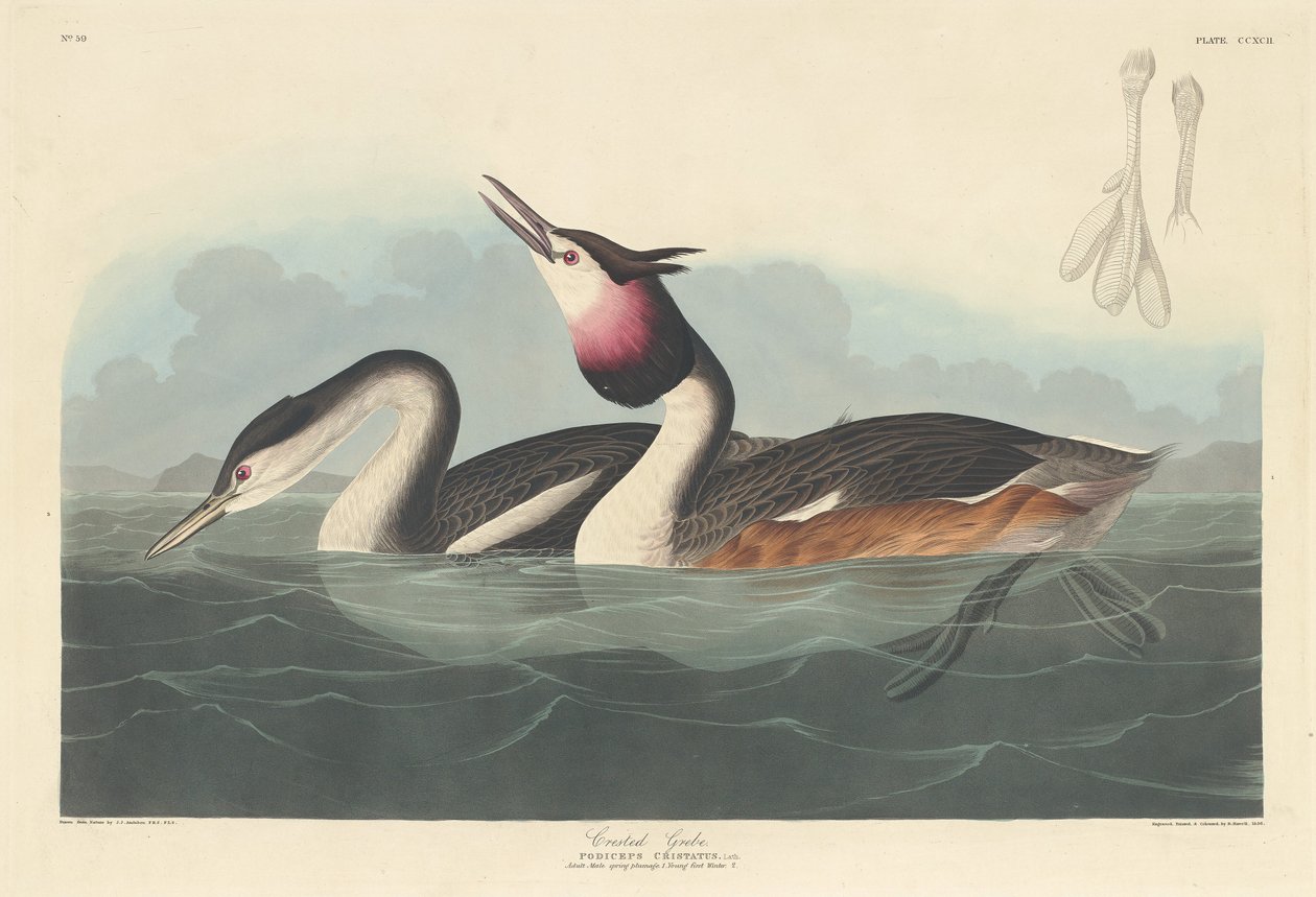 tepeli bataklık by Robert Havell after John James Audubon