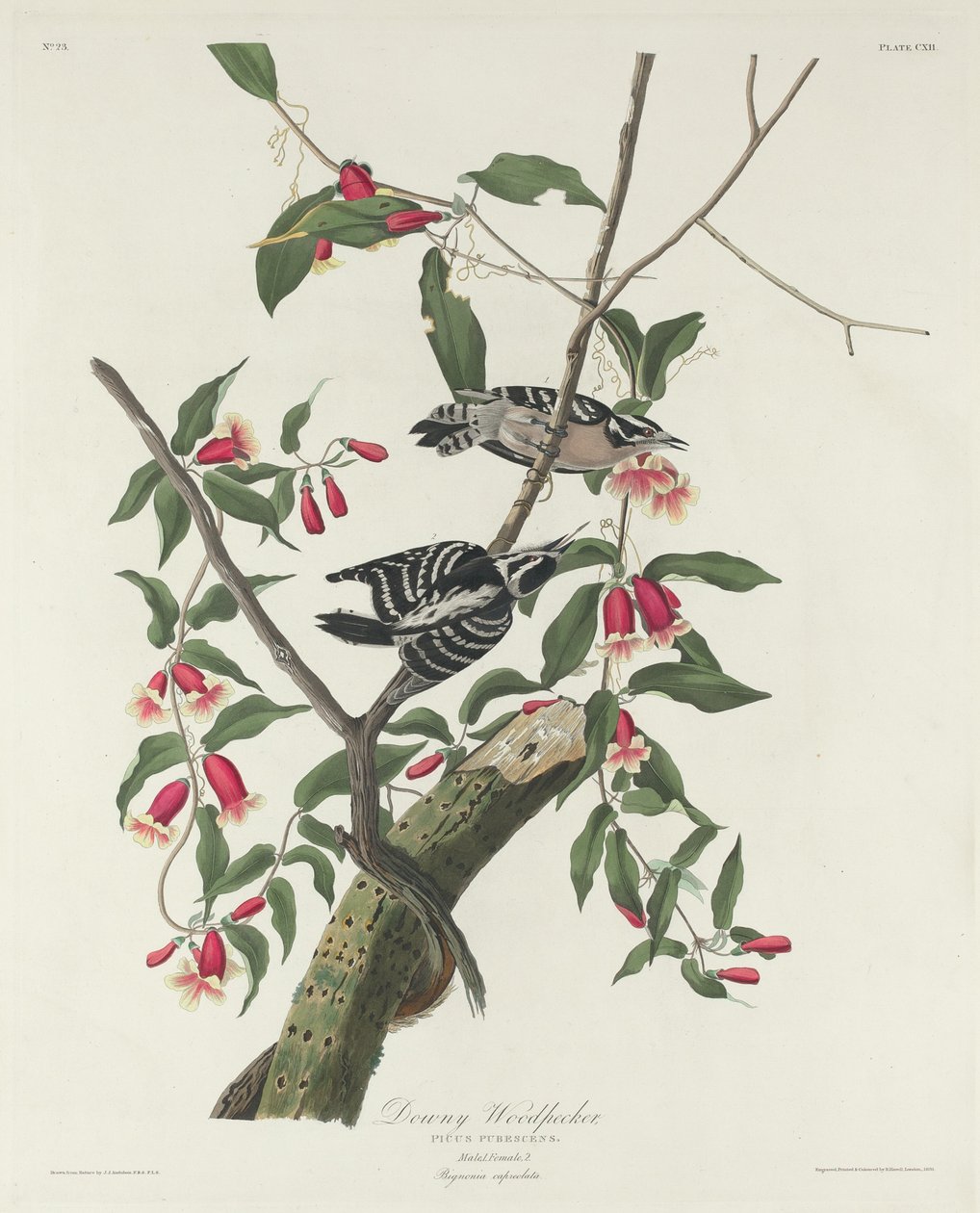 tüylü ağaçkakan by Robert Havell after John James Audubon