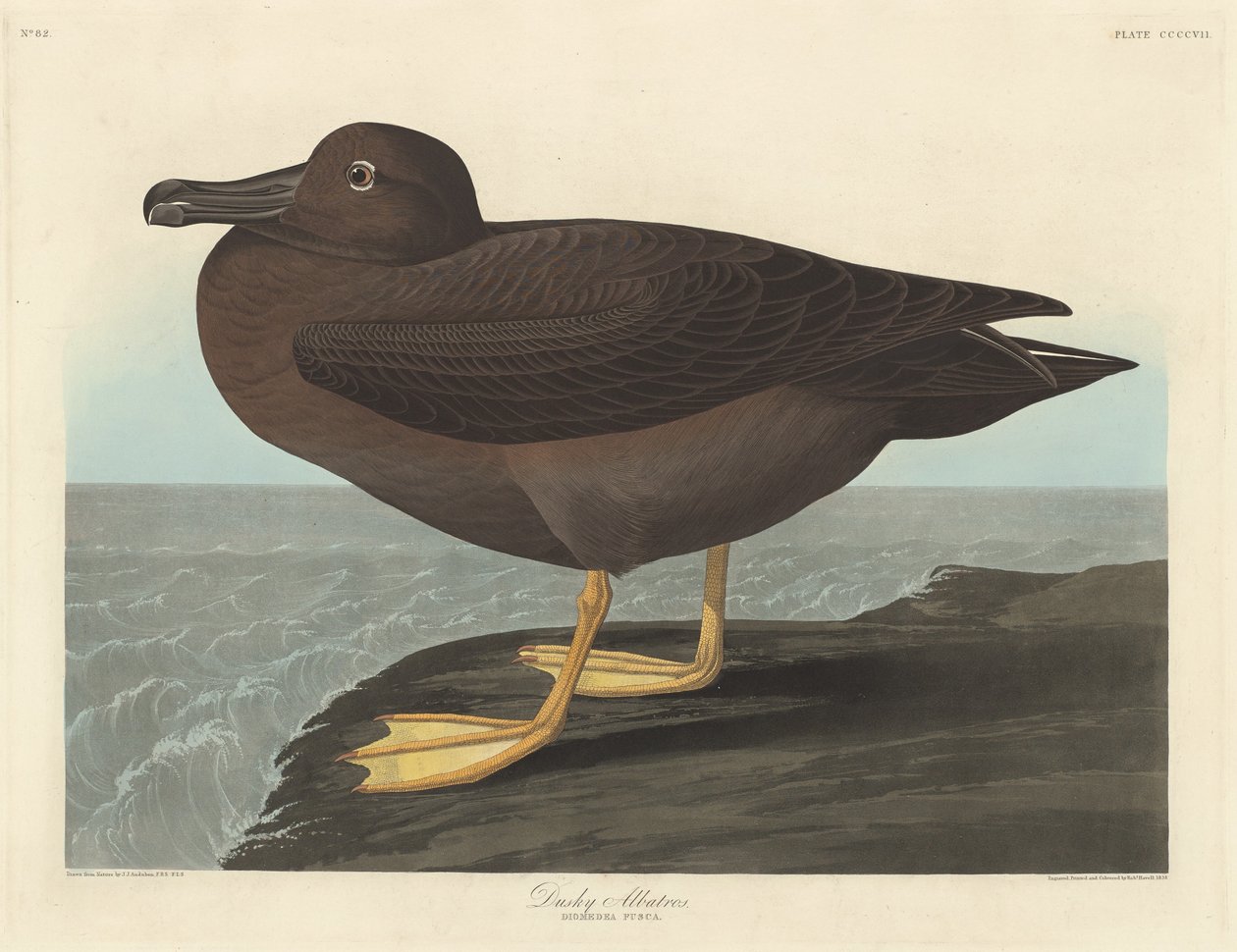 esmer Albatros by Robert Havell after John James Audubon