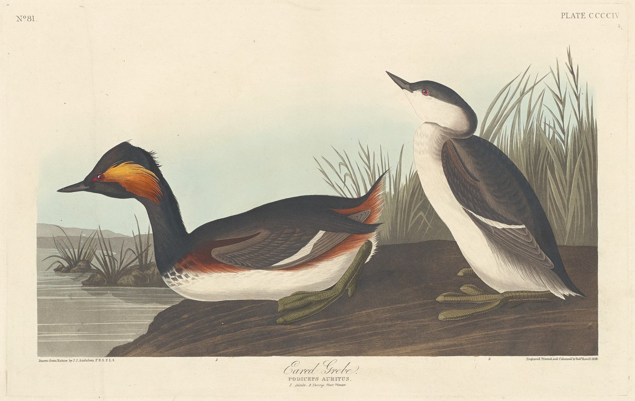 kulaklı bataklık by Robert Havell after John James Audubon
