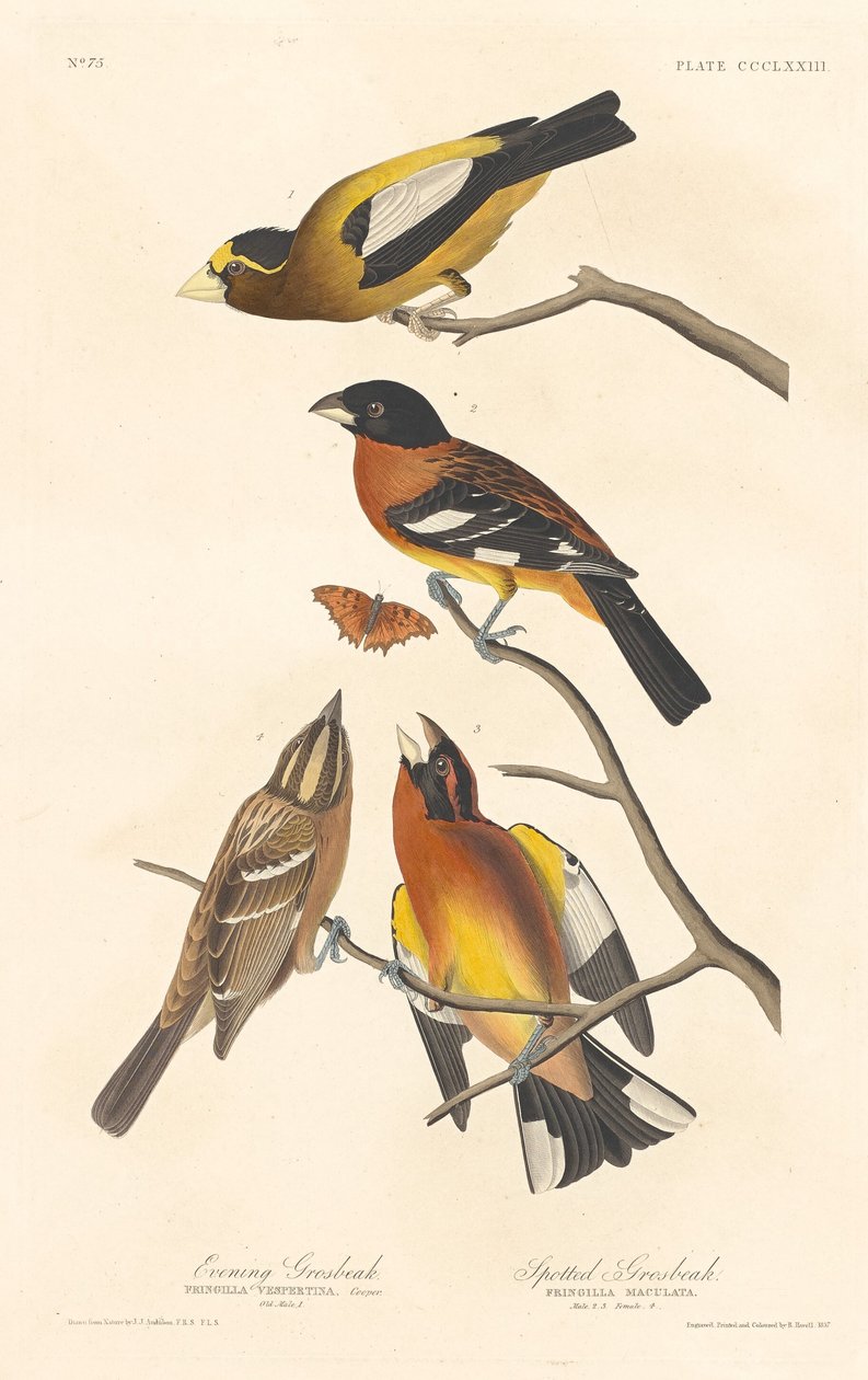Akşam Grosbeak ve Benekli Grosbeak by Robert Havell after John James Audubon