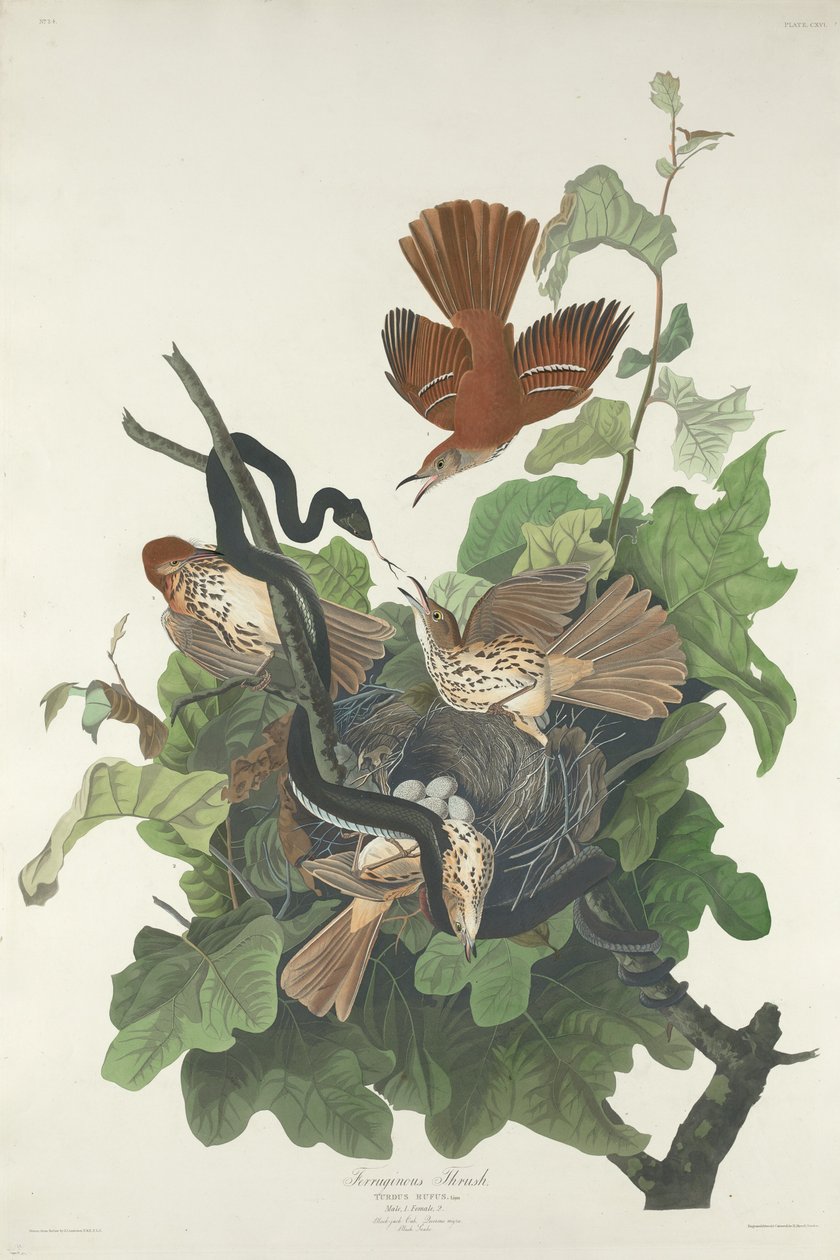 demirli ardıç by Robert Havell after John James Audubon