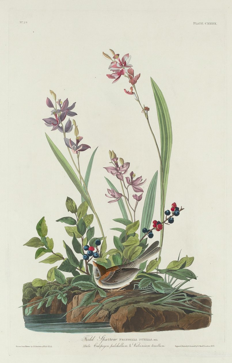 Tarla serçesi by Robert Havell after John James Audubon