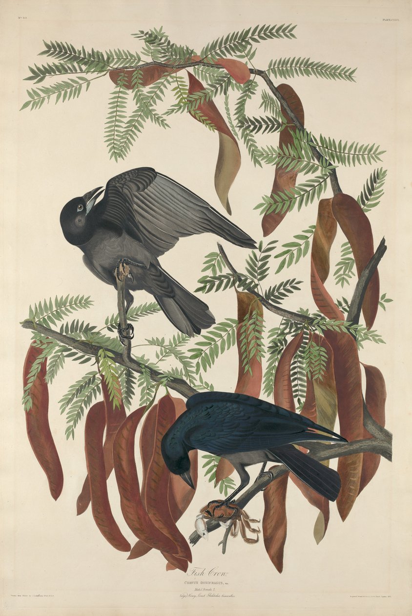 balık kargası by Robert Havell after John James Audubon