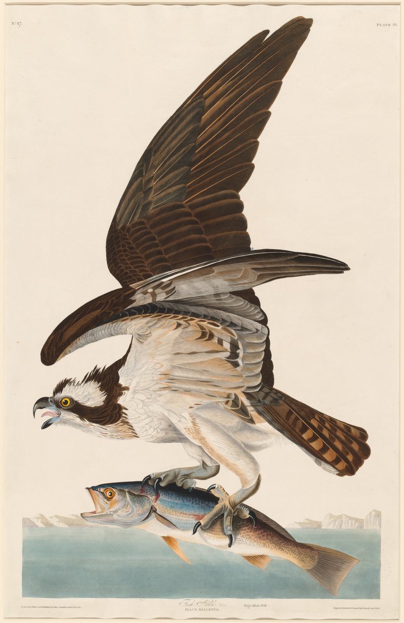 Balık Şahin by Robert Havell after John James Audubon
