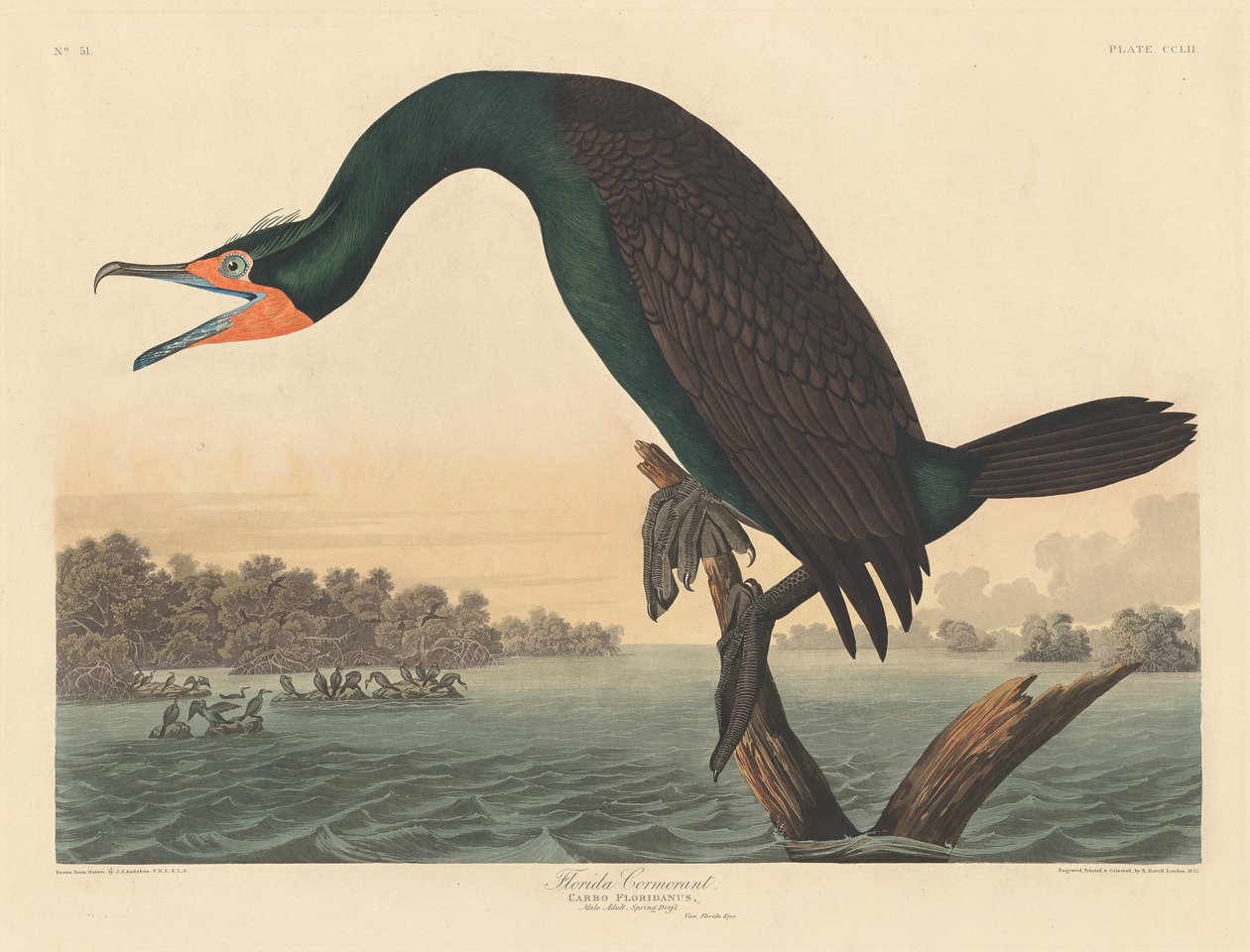 Florida Karabatak by Robert Havell after John James Audubon