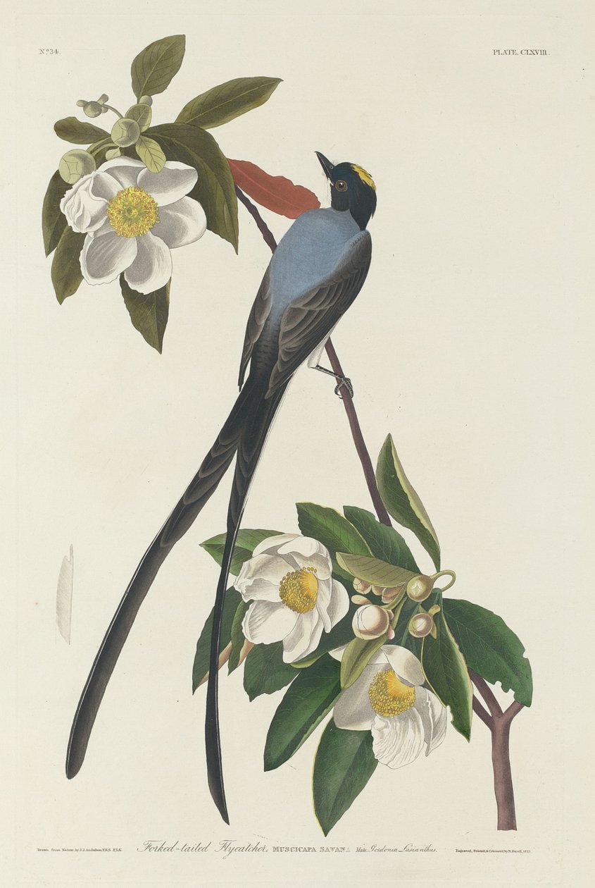 Çatal kuyruklu Sinekkapan by Robert Havell after John James Audubon