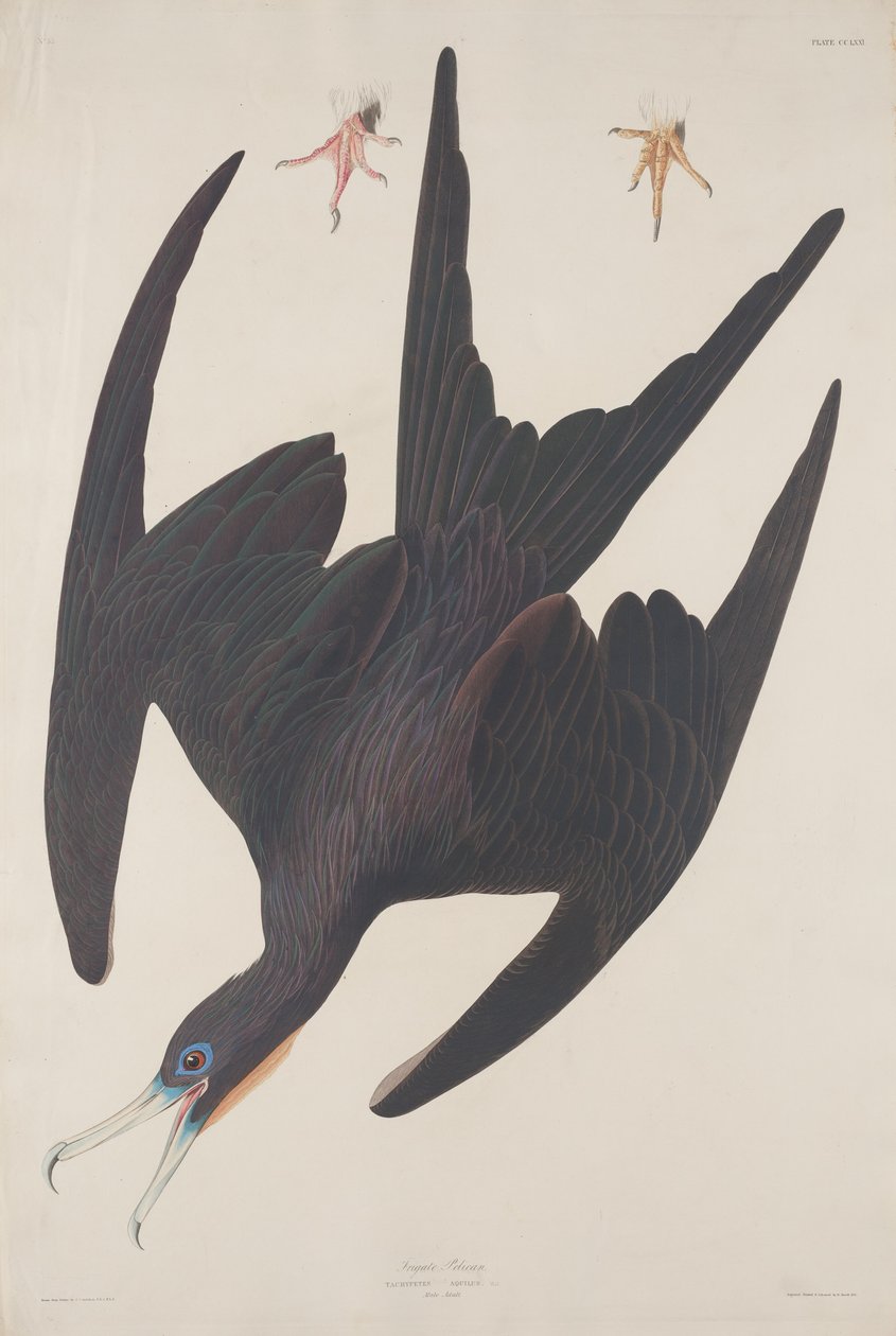 Fırkateyn Pelikan by Robert Havell after John James Audubon