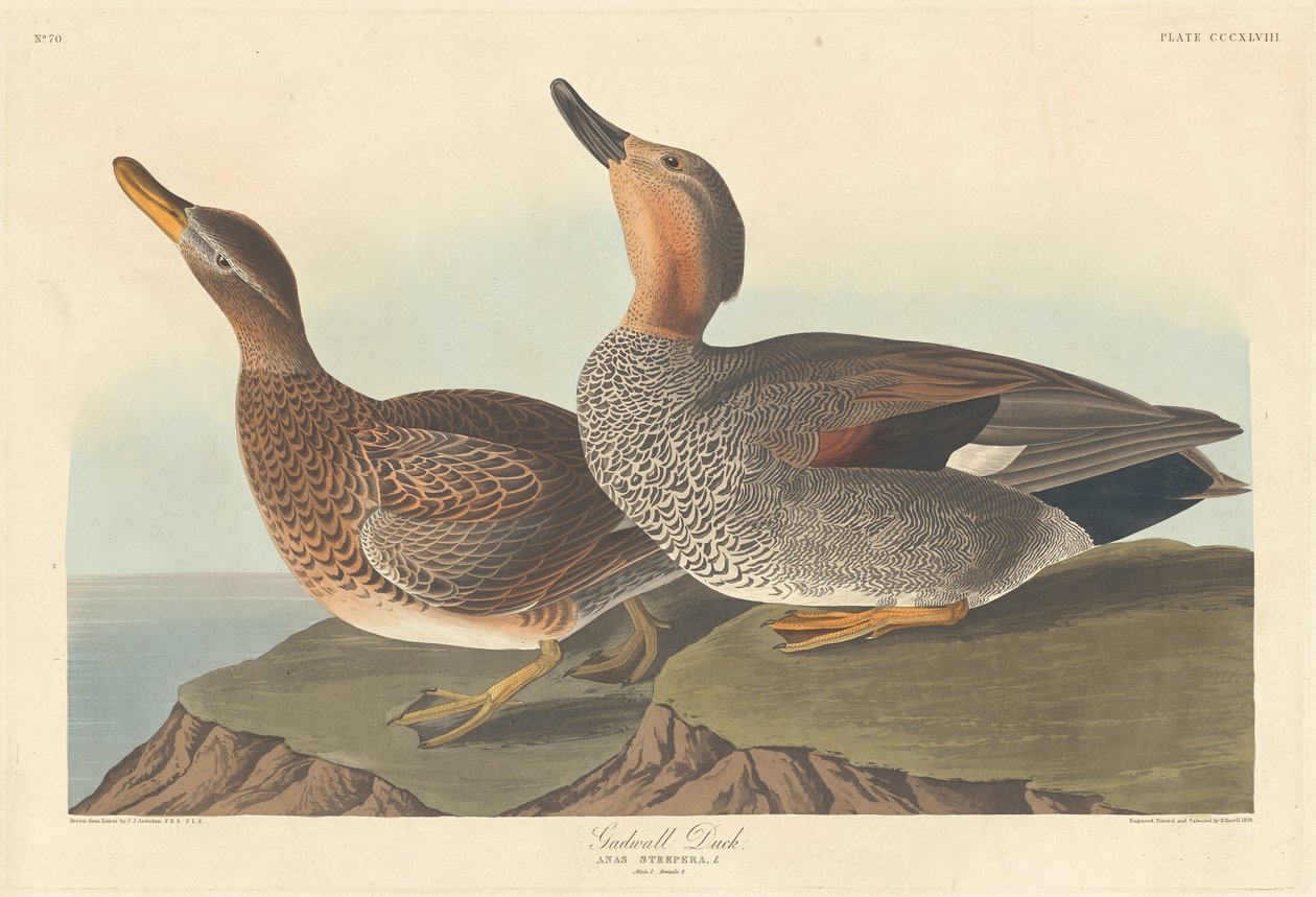 Gadwall Ördeği by Robert Havell after John James Audubon