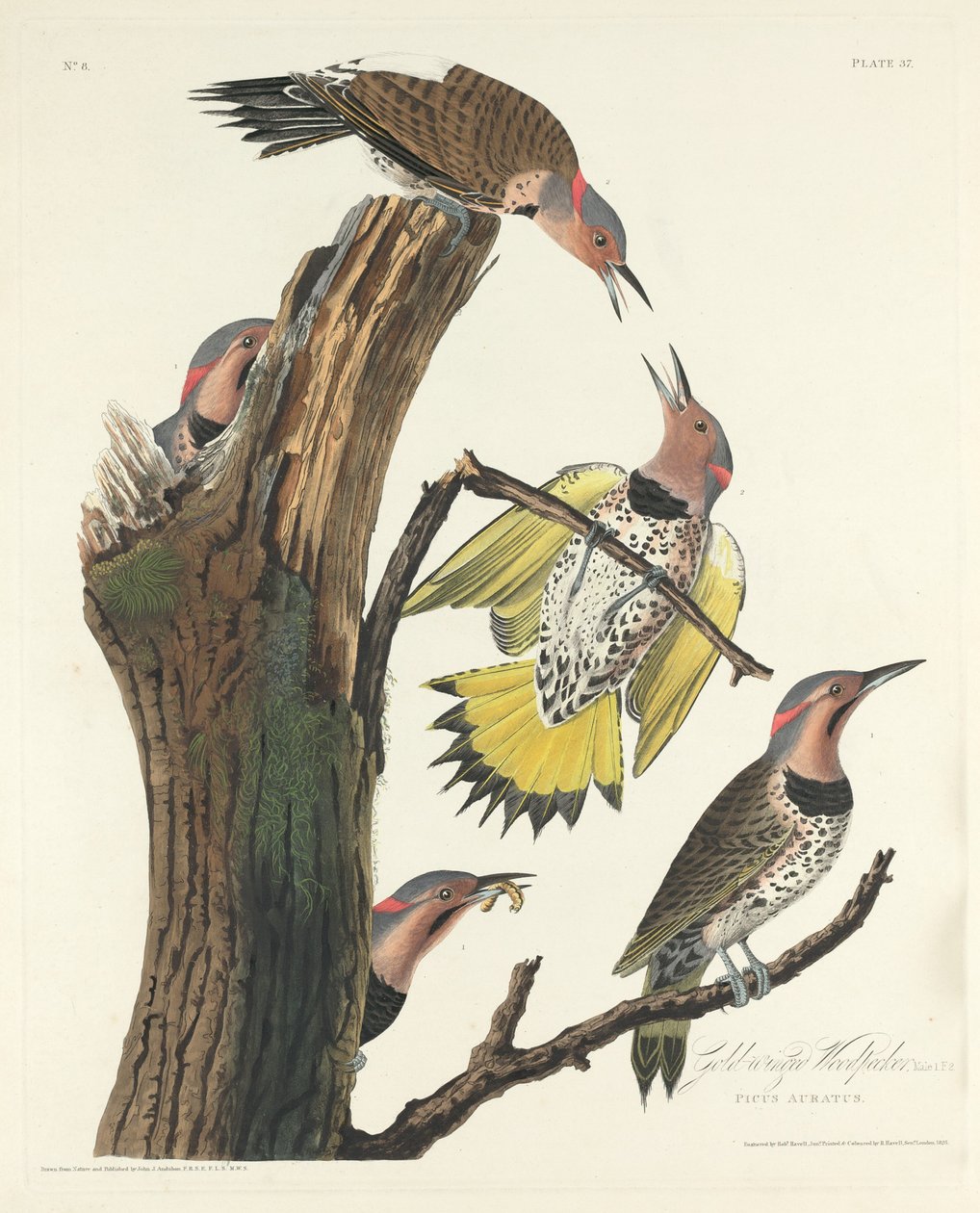 Altın kanatlı ağaçkakan by Robert Havell after John James Audubon