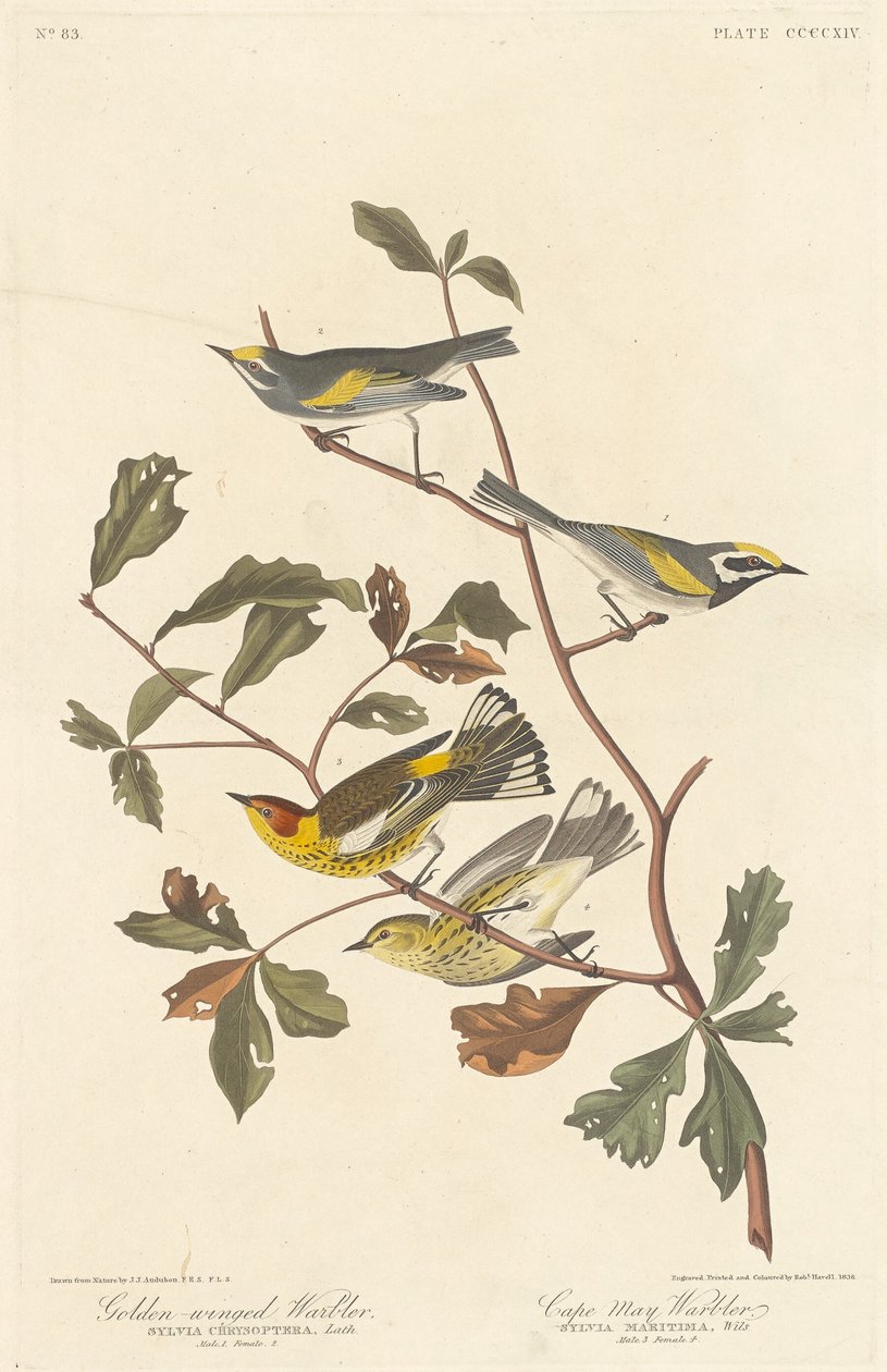Altın kanatlı ötleğen ve Cape May ötleğen by Robert Havell after John James Audubon