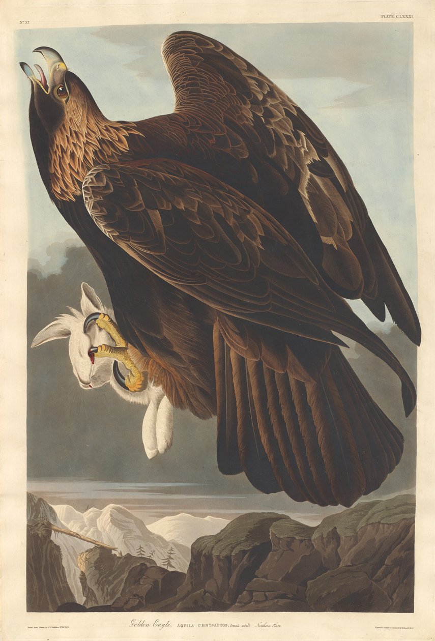altın Kartal by Robert Havell after John James Audubon