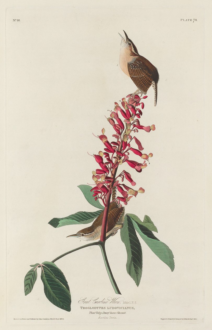 harika carolina çalıkuşu by Robert Havell after John James Audubon