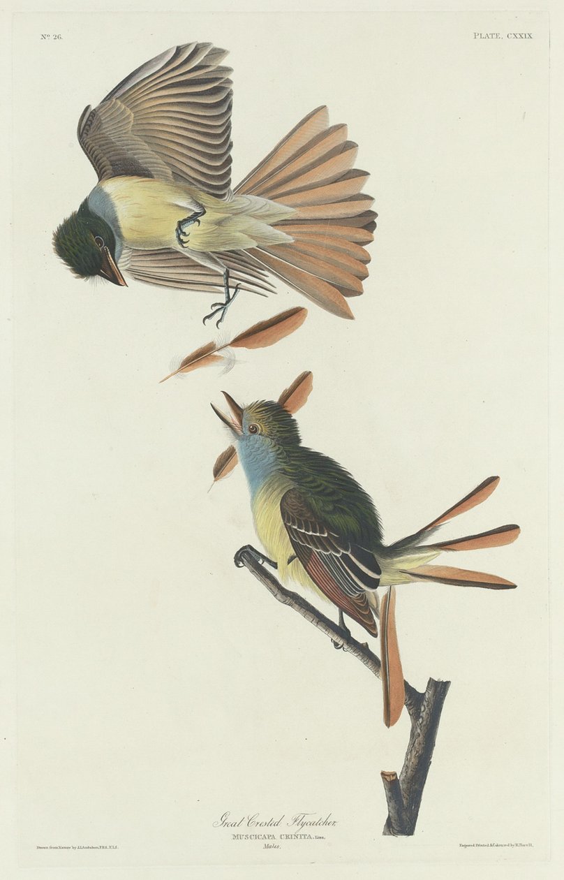 Büyük Tepeli Sinekkapan by Robert Havell after John James Audubon