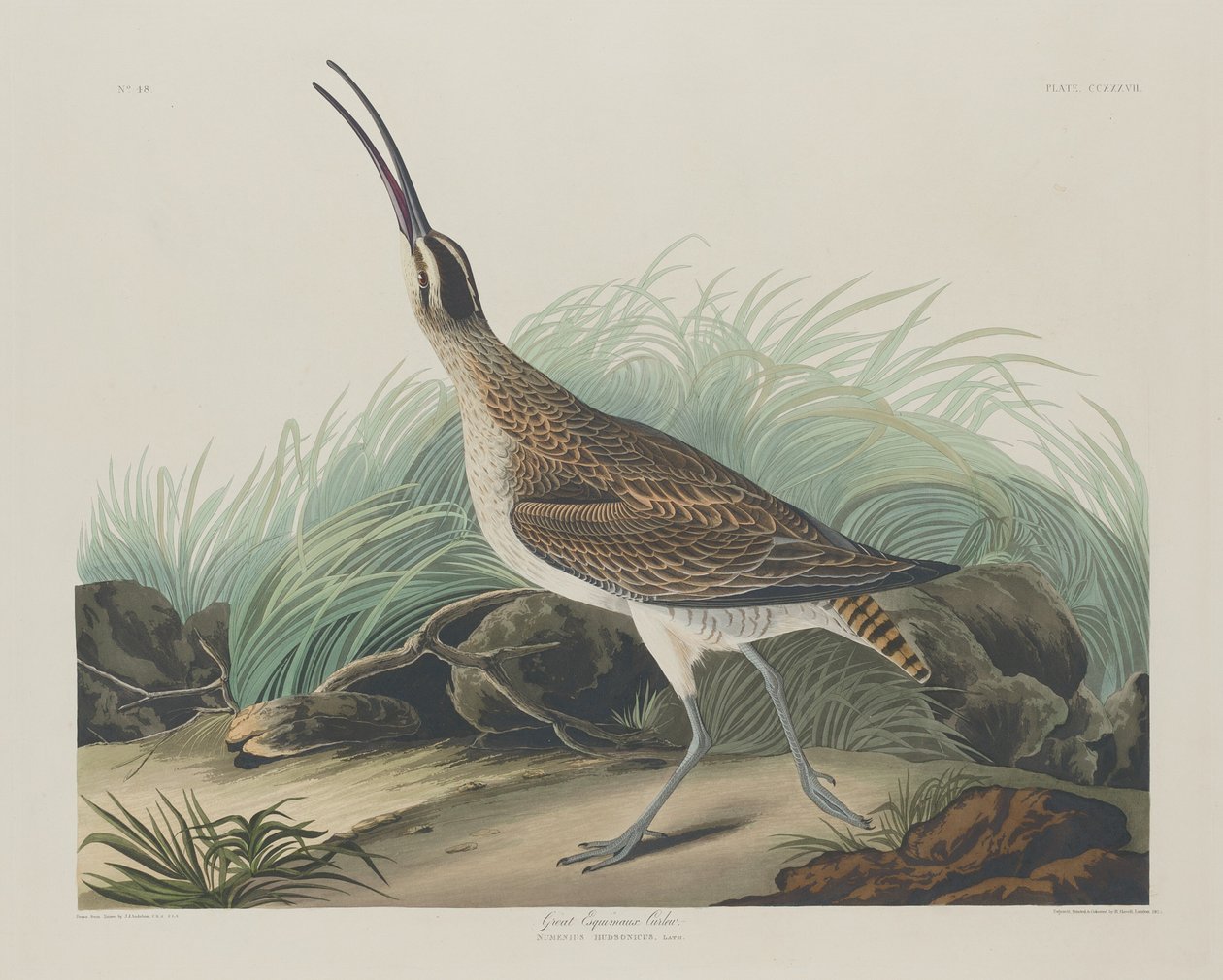 Büyük Curlew Eskimolar by Robert Havell after John James Audubon