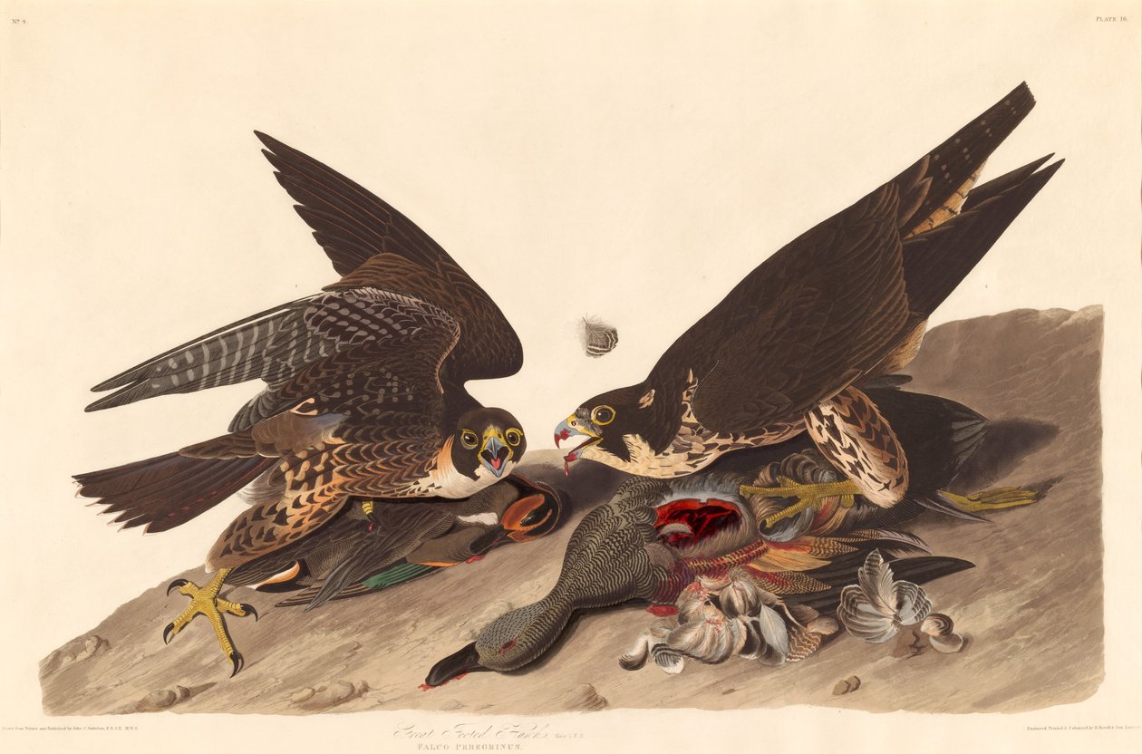 Büyük Ayaklı Şahin by Robert Havell after John James Audubon