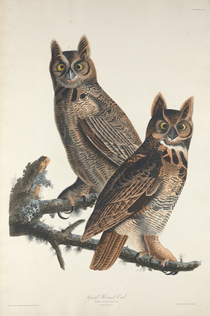 Büyük Boynuzlu Baykuş by Robert Havell after John James Audubon