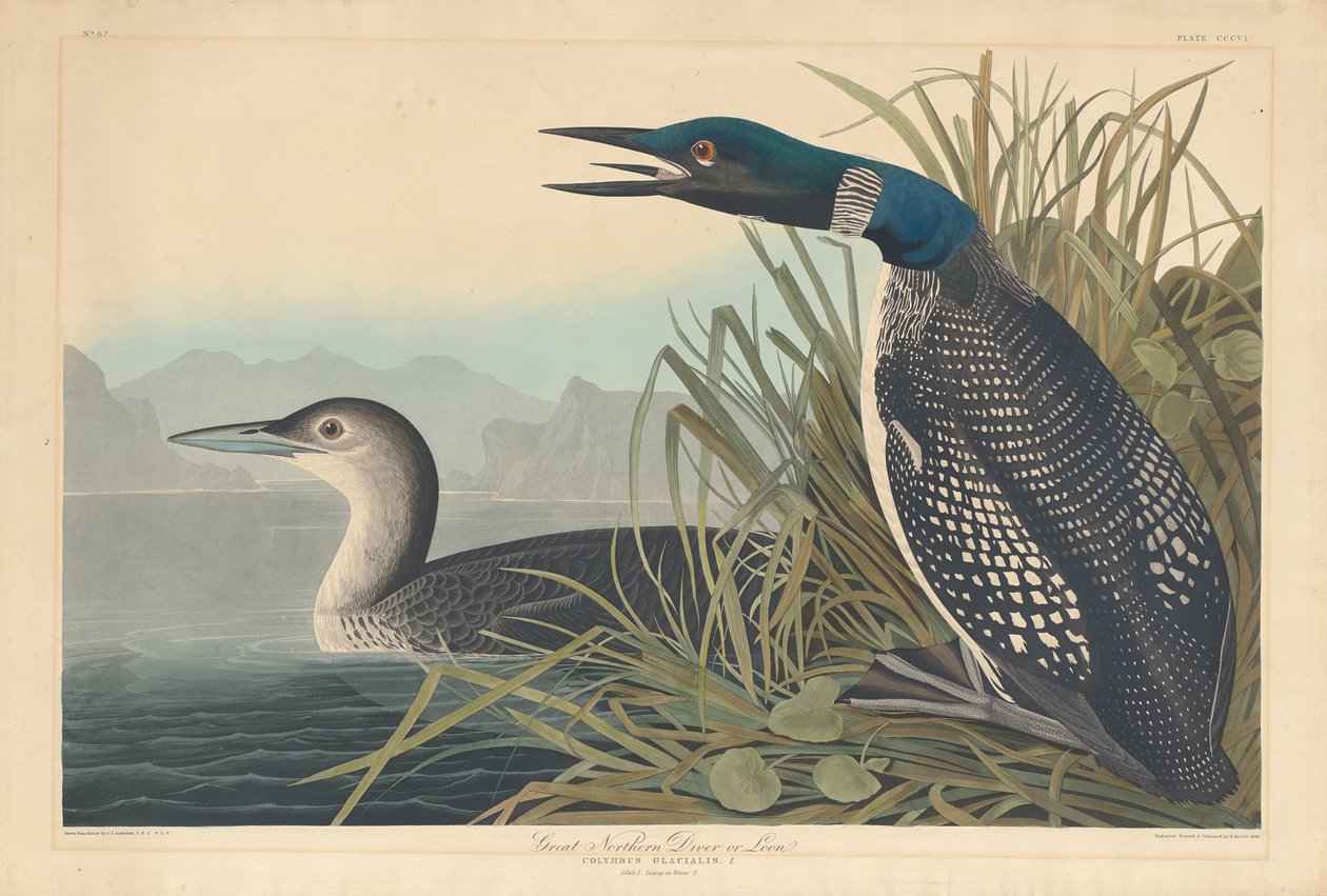 Büyük Kuzey Dalgıç veya Loon by Robert Havell after John James Audubon