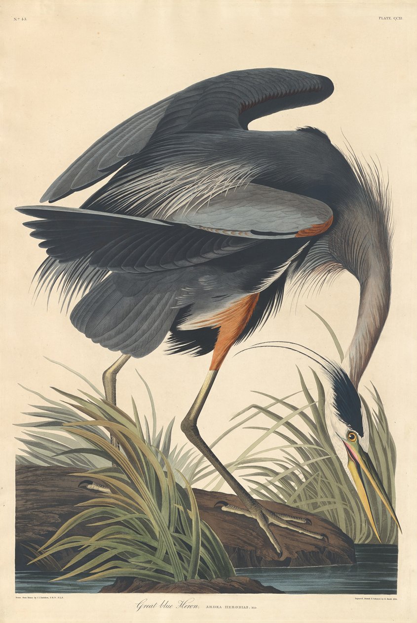 Büyük mavi balıkçıl by Robert Havell after John James Audubon
