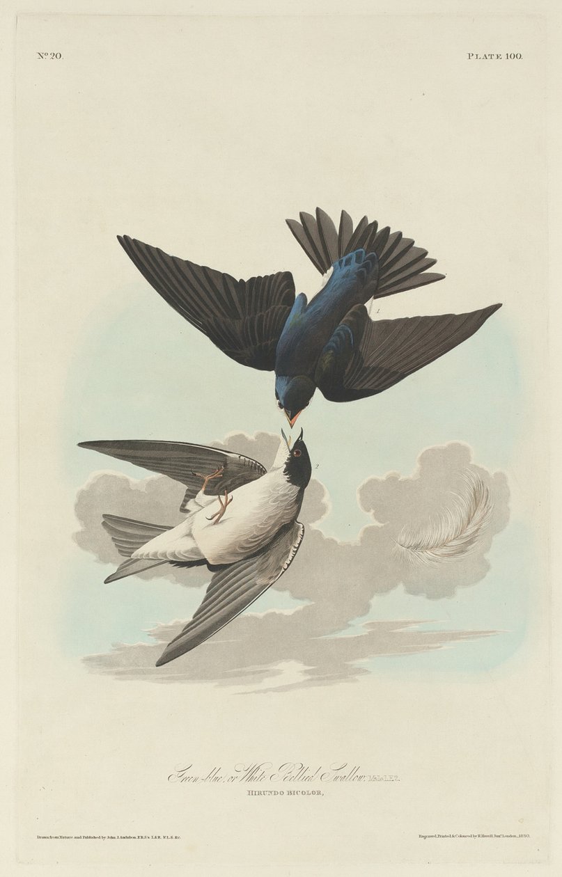 Yeşil-mavi veya Beyaz karınlı Kırlangıç by Robert Havell after John James Audubon