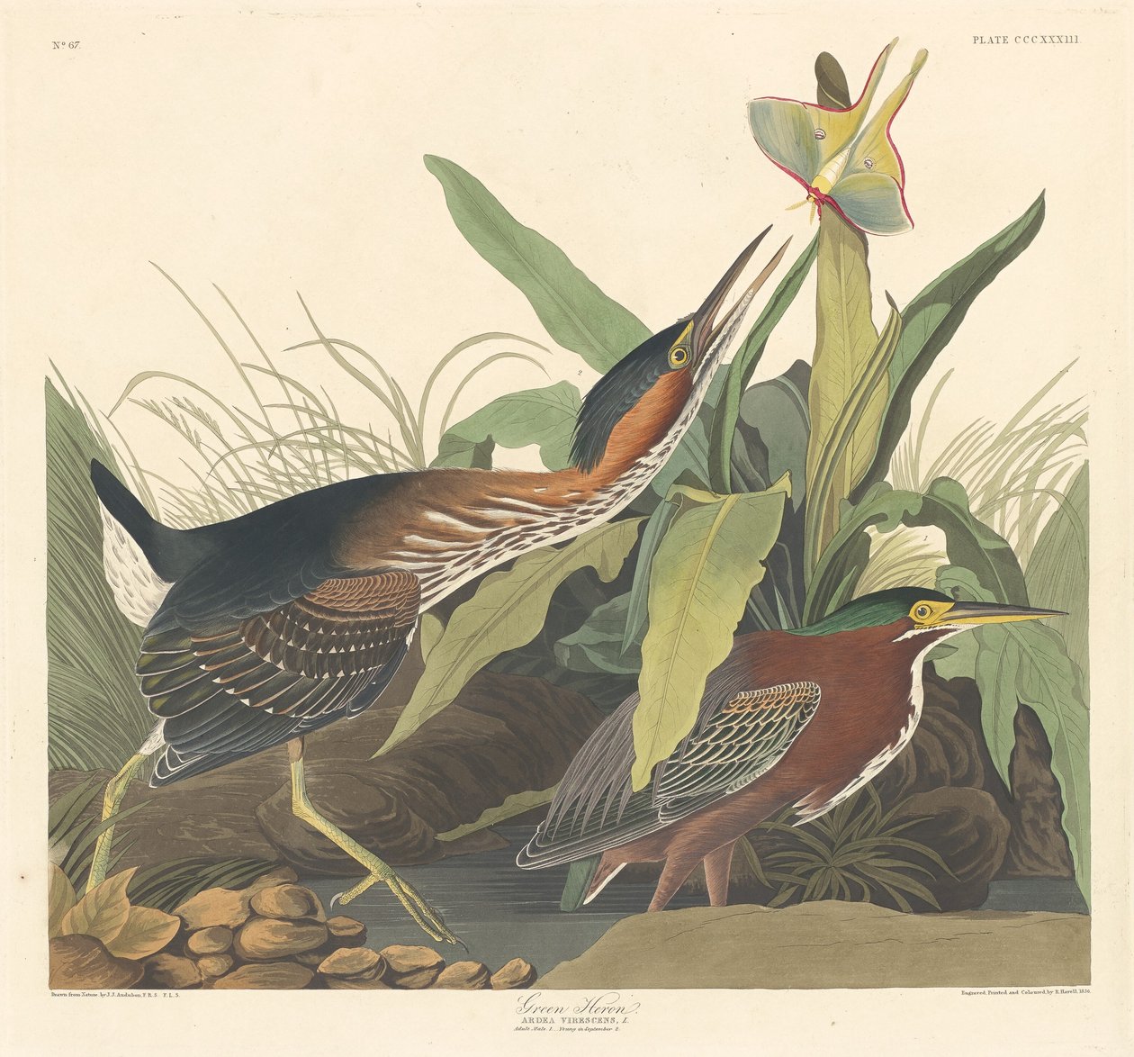 yeşil balıkçıl by Robert Havell after John James Audubon