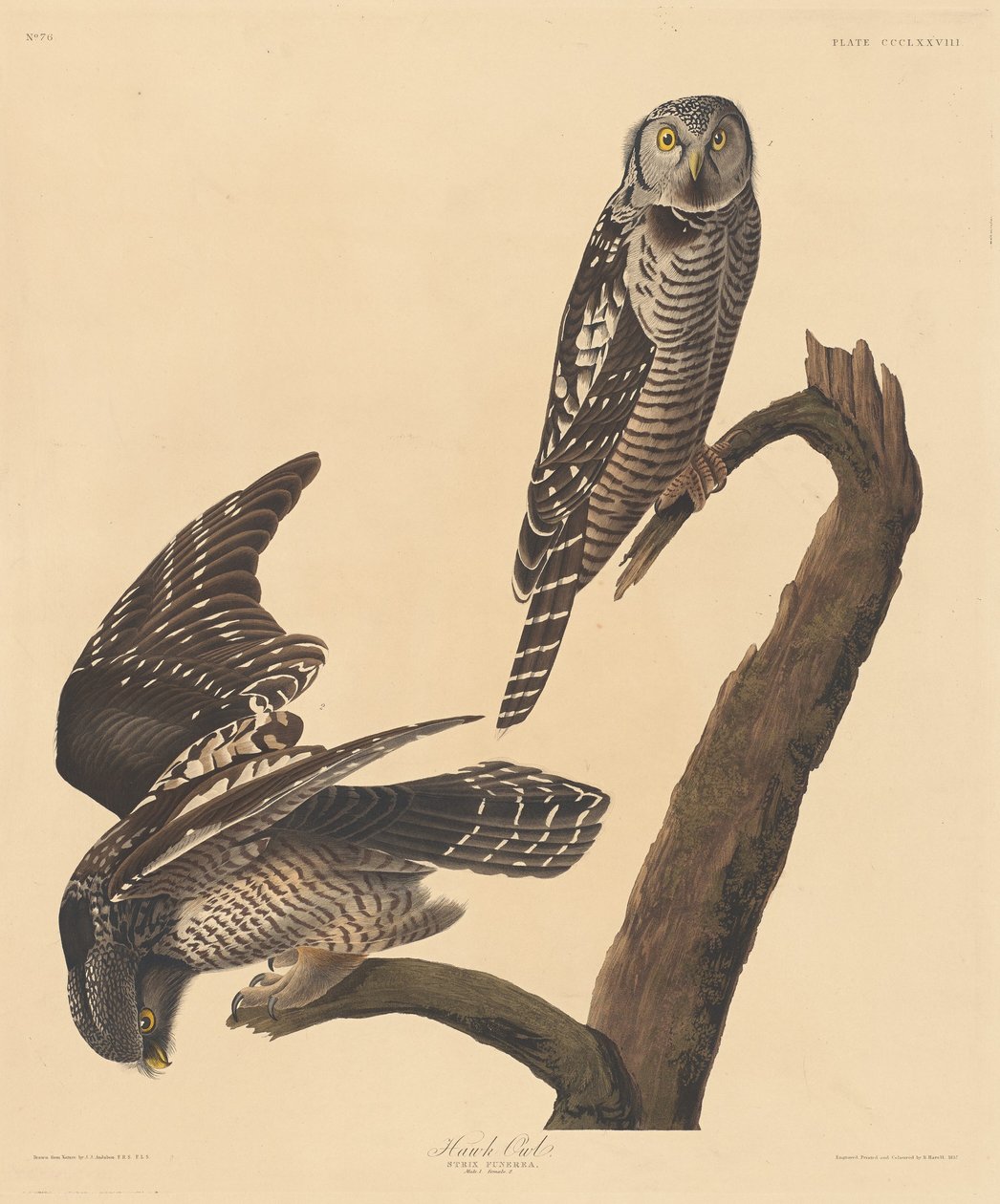 şahin baykuşu by Robert Havell after John James Audubon