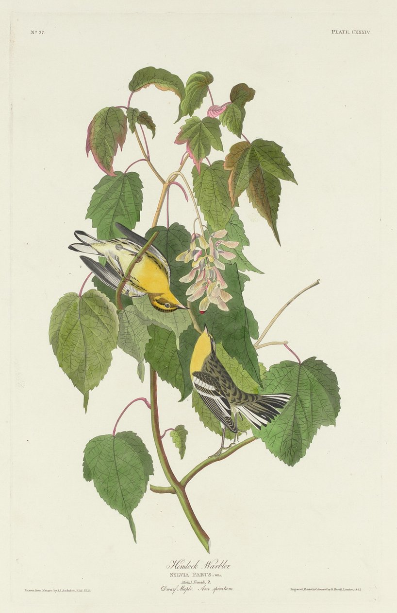 baldıran ötleğen by Robert Havell after John James Audubon