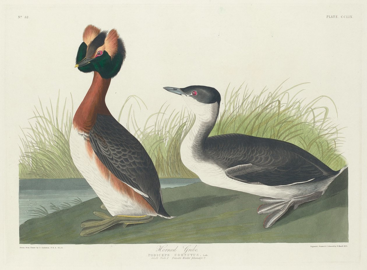 Boynuzlu Bataklık by Robert Havell after John James Audubon