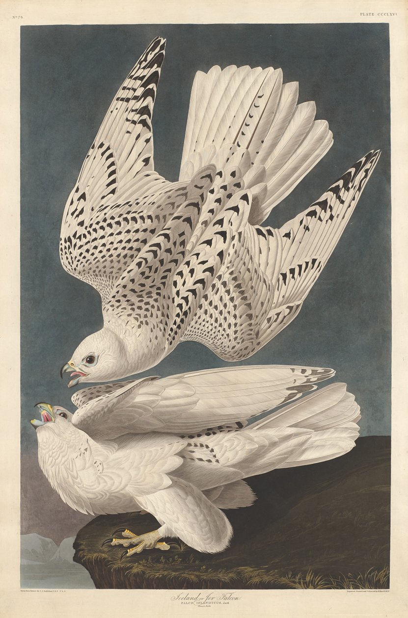 İzlanda veya Jer Falcon by Robert Havell after John James Audubon