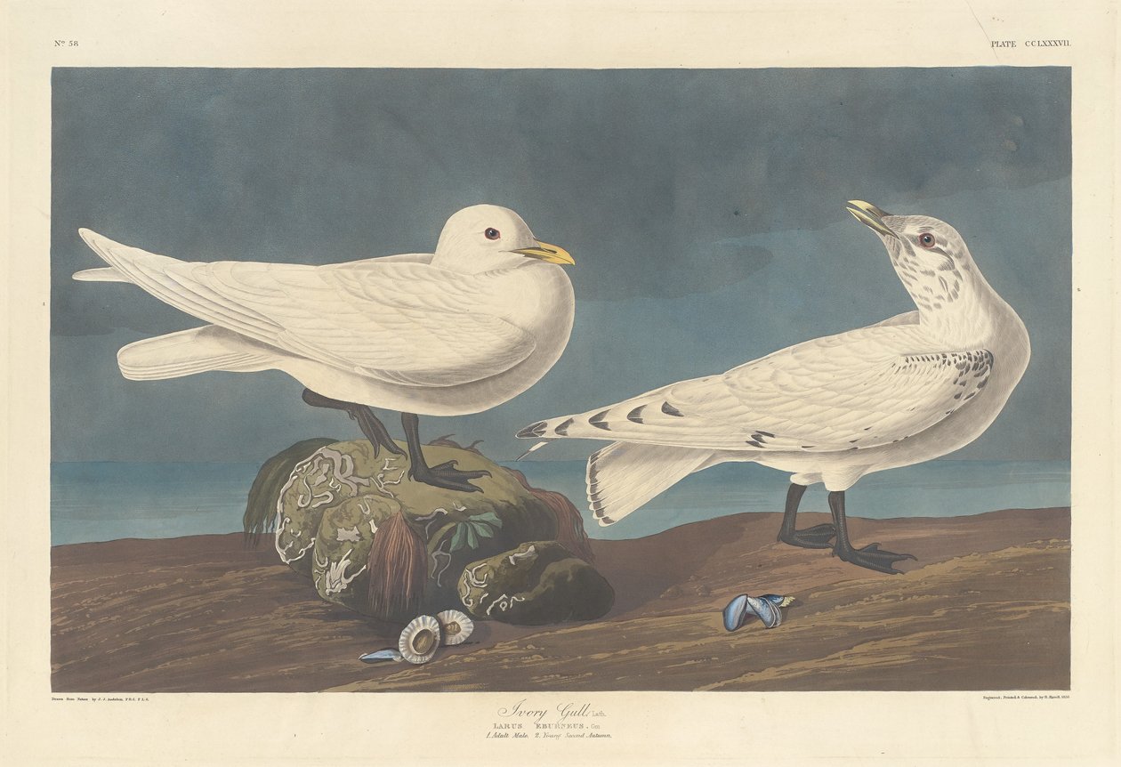 fildişi martı by Robert Havell after John James Audubon