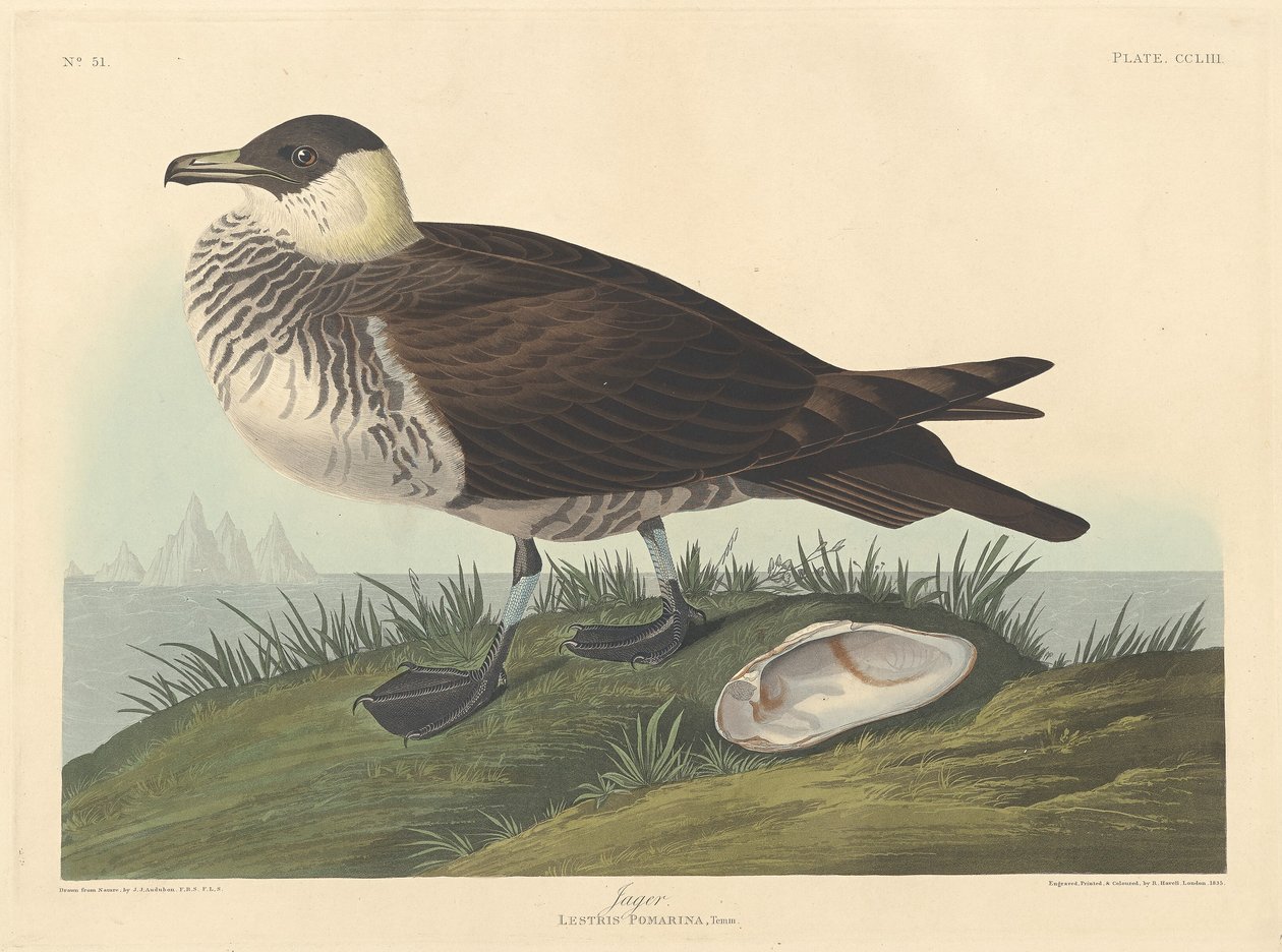 jager by Robert Havell after John James Audubon