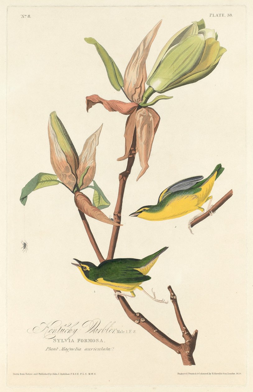 Kentucky ötleğen by Robert Havell after John James Audubon