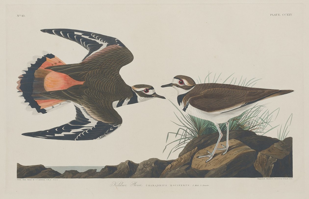 Kildeer Cılıbıt by Robert Havell after John James Audubon