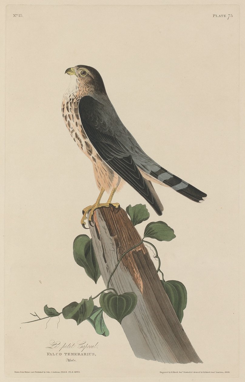 Küçük Onbaşı by Robert Havell after John James Audubon