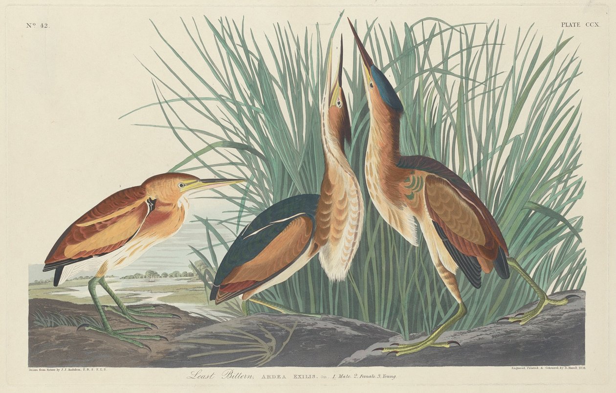 en az acı by Robert Havell after John James Audubon
