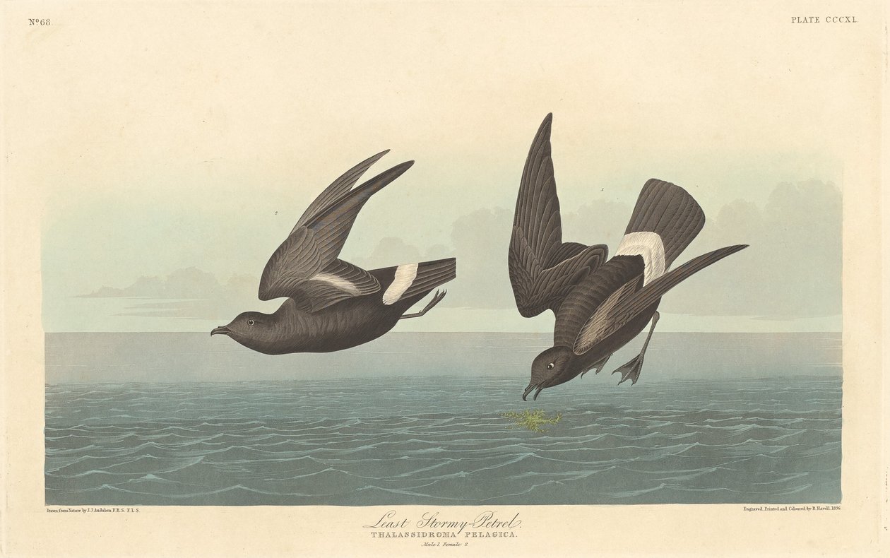 En Az Fırtınalı Kuş by Robert Havell after John James Audubon