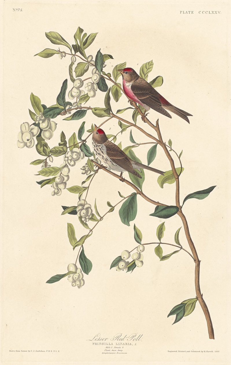 Küçük Kırmızı anket by Robert Havell after John James Audubon