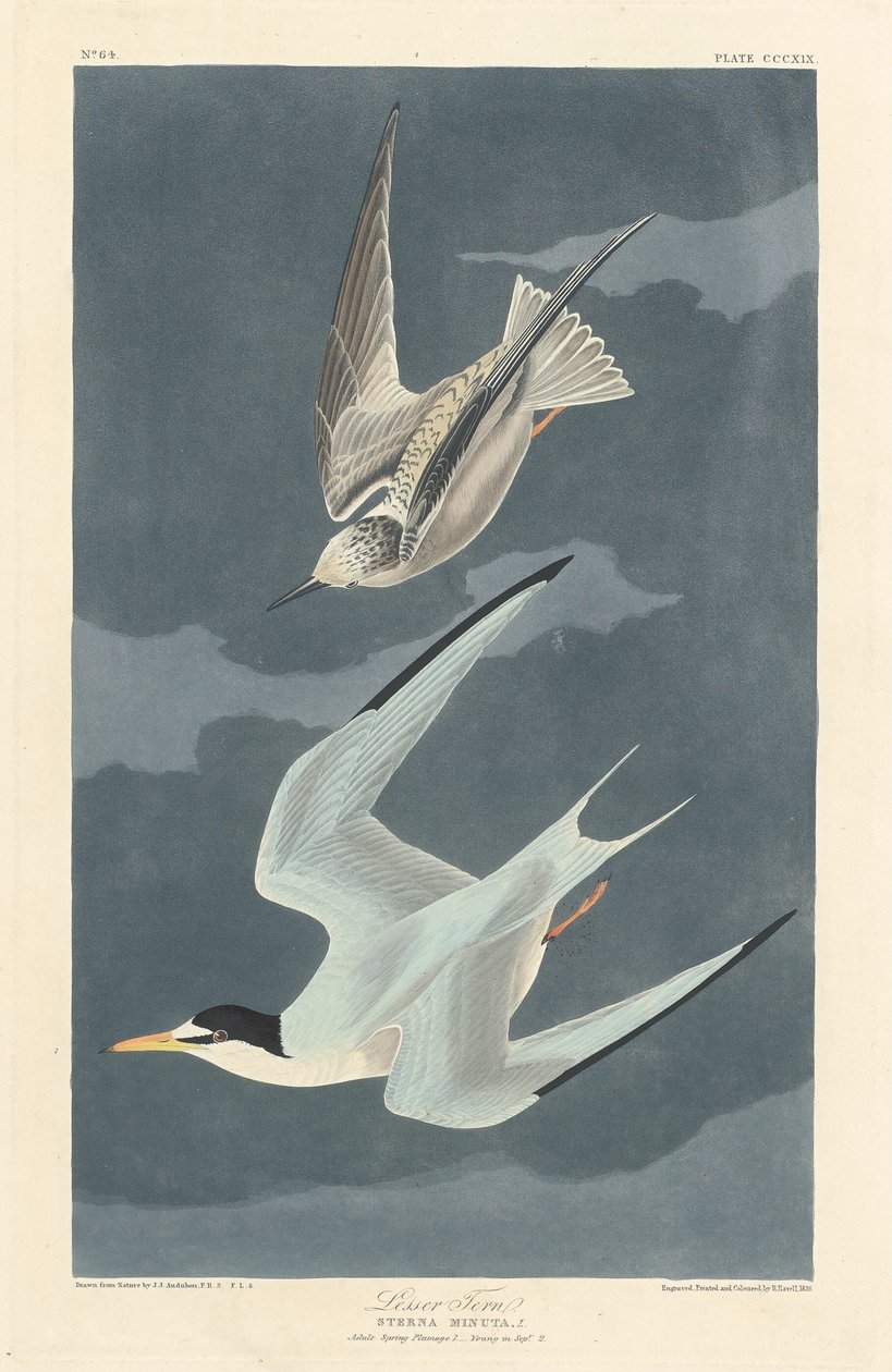 Küçük Sumru by Robert Havell after John James Audubon