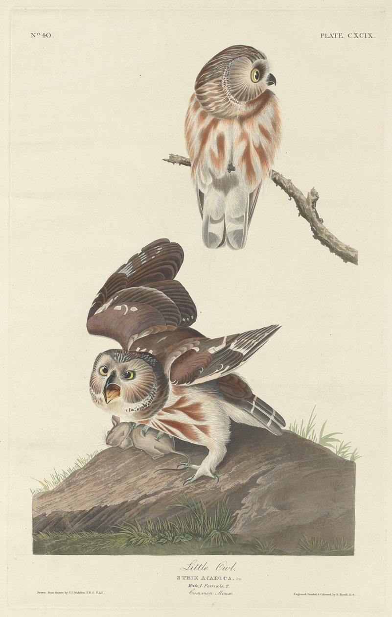 Küçük baykuş by Robert Havell after John James Audubon