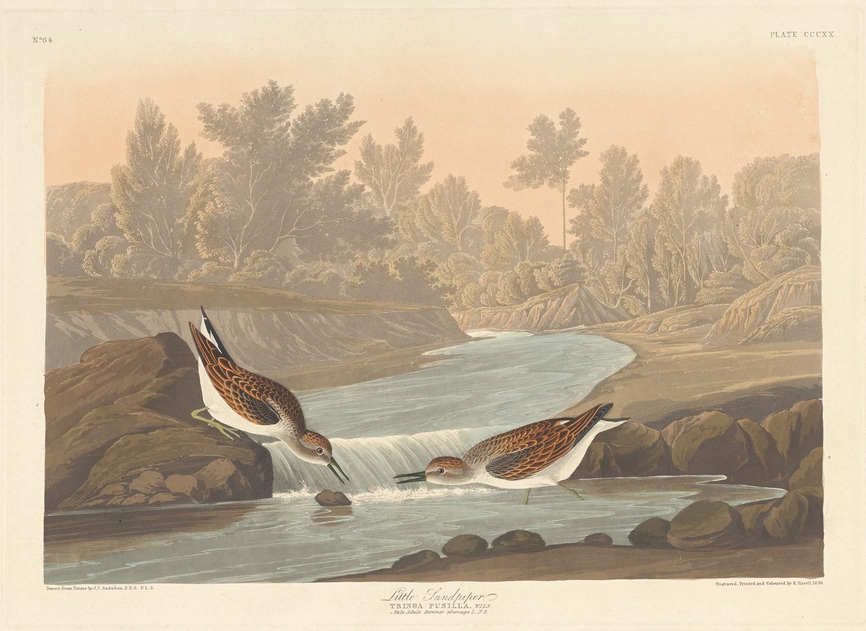 küçük çulluk by Robert Havell after John James Audubon