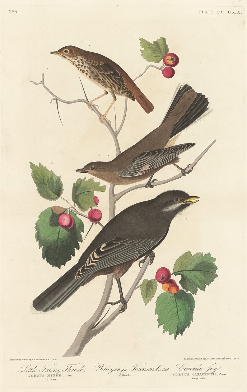 Küçük Tawny Ardıç by Robert Havell after John James Audubon