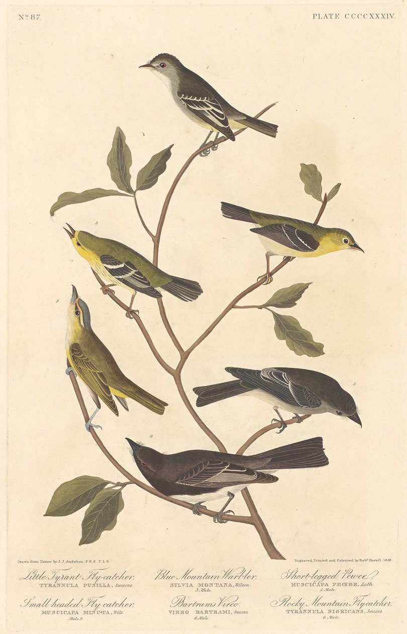 Küçük Tiran Sinekkapan, Küçük Başlı Sinekkapan, Blue Mountain Warbler, Bartram