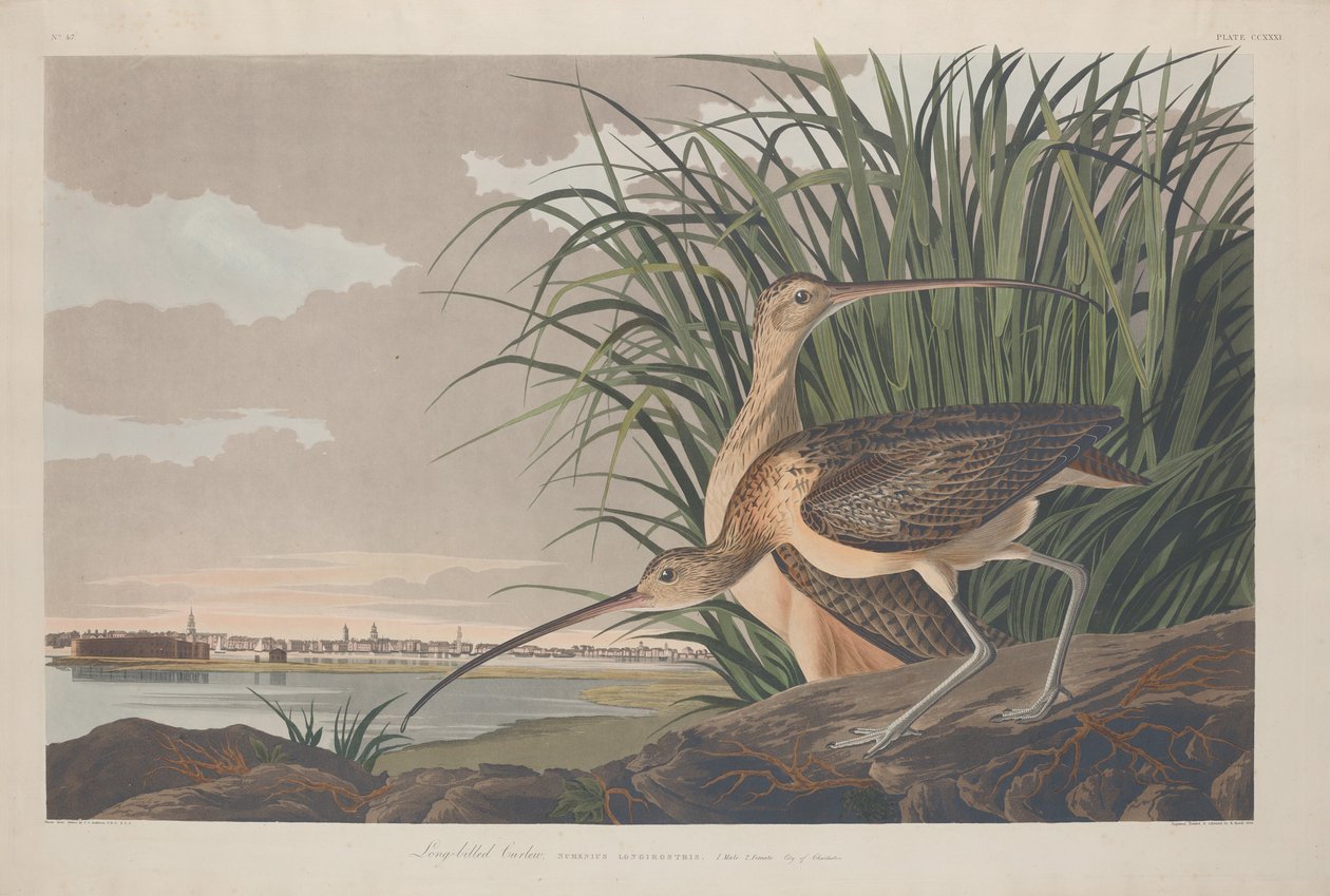 Uzun gagalı Curlew by Robert Havell after John James Audubon