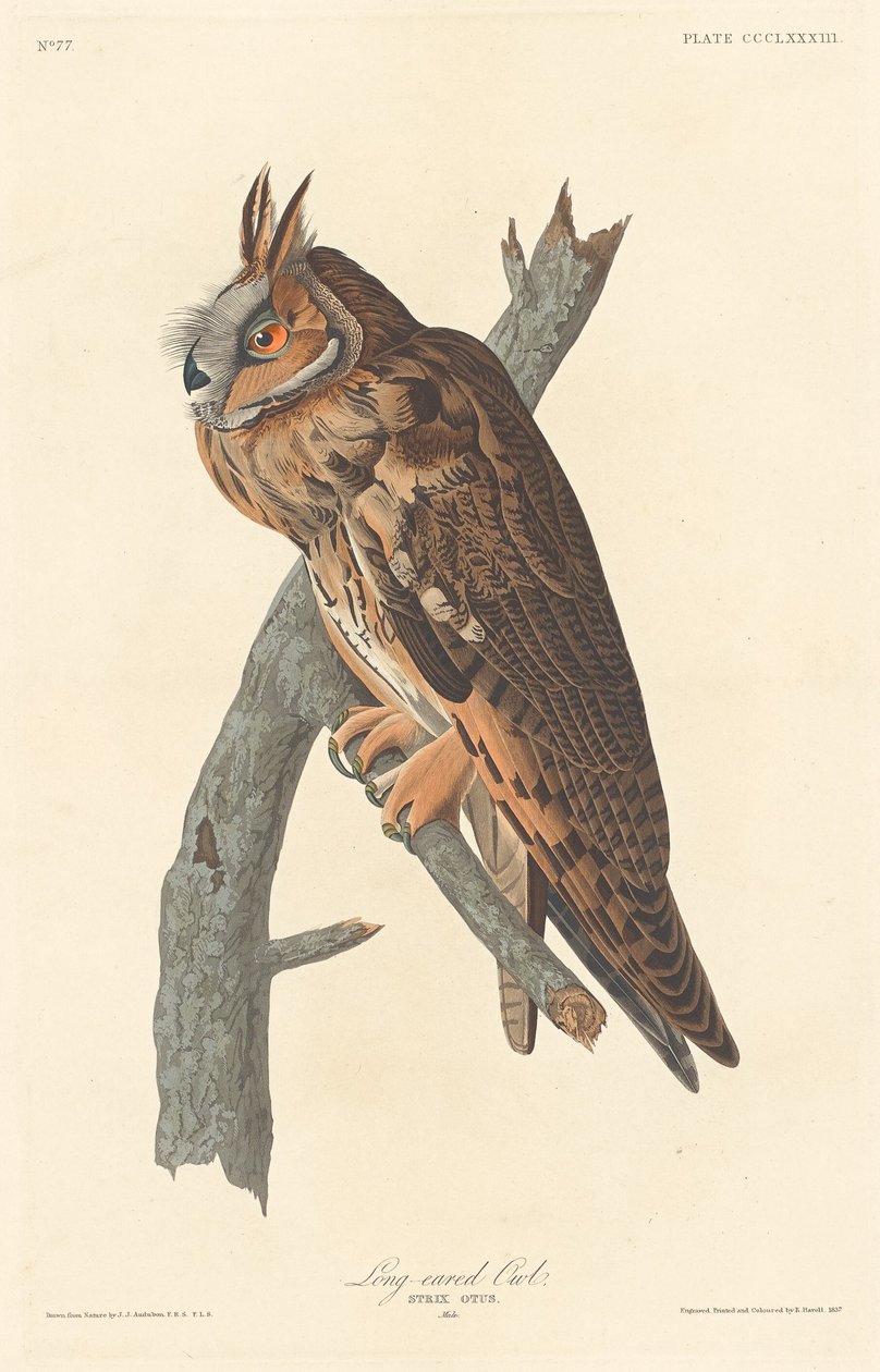 uzun kulaklı baykuş by Robert Havell after John James Audubon