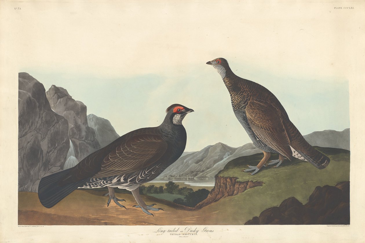 Uzun kuyruklu veya Gölgeli Grous by Robert Havell after John James Audubon