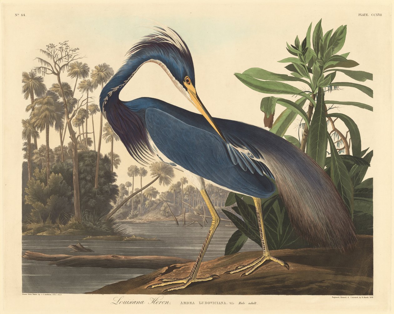 Louisiana Balıkçıl by Robert Havell after John James Audubon