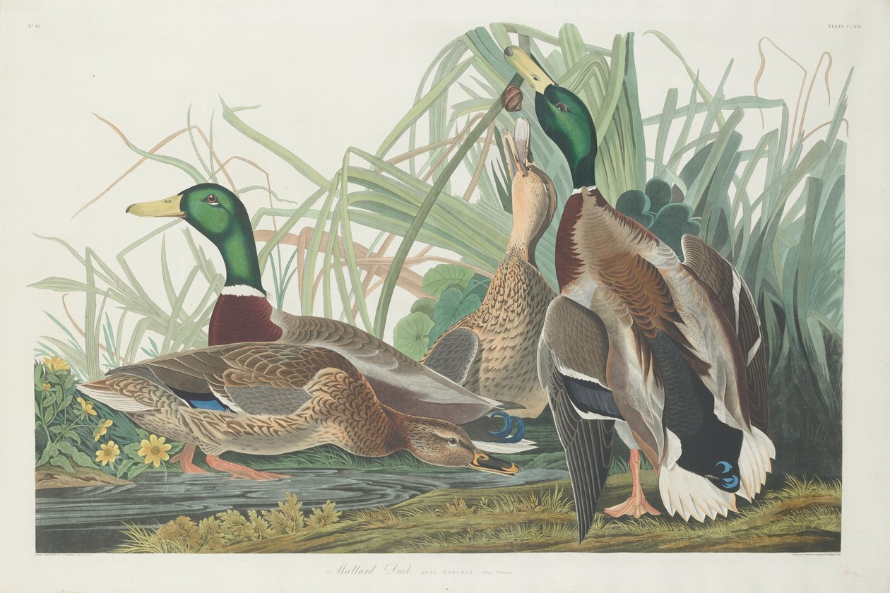 yeşilbaş ördek by Robert Havell after John James Audubon